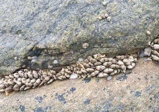 佛手螺的功效與作用 佛手螺的營(yíng)養(yǎng)價(jià)值 佛手螺的功效與作用 佛手螺的營(yíng)養(yǎng)價(jià)值