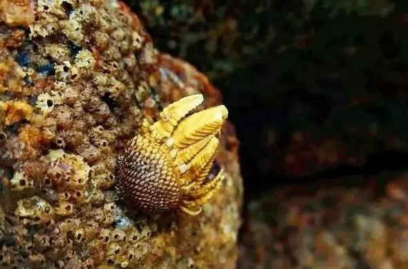 佛手螺的功效與作用 佛手螺的營(yíng)養(yǎng)價(jià)值 佛手螺的功效與作用 佛手螺的營(yíng)養(yǎng)價(jià)值