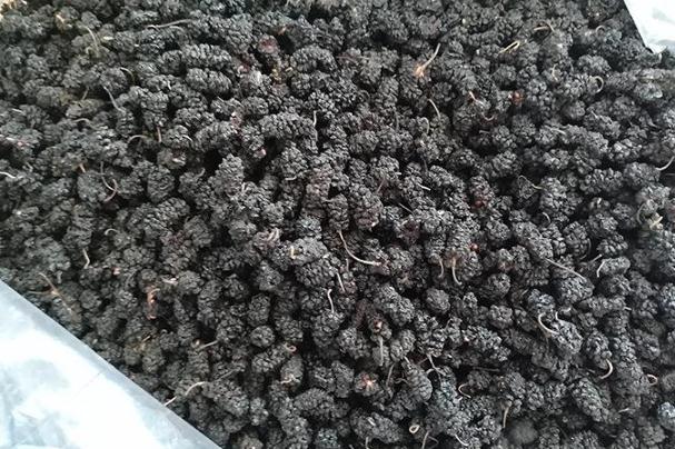 桑葚干有沙子怎么清洗 桑葚干不洗能直接吃嗎 桑葚干有沙子怎么清洗 桑葚干不洗能直接吃嗎