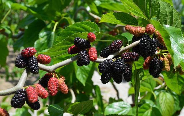 吃桑葚有助于睡眠嗎 失眠吃桑葚有用嗎 吃桑葚有助于睡眠嗎 失眠吃桑葚有用嗎