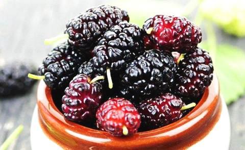 桑葚要泡鹽水嗎 要泡多長時(shí)間