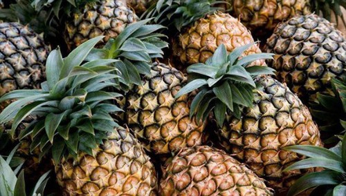 菠蘿可以隔夜吃不 菠蘿可以放冰箱嗎 菠蘿可以隔夜吃不 菠蘿可以放冰箱嗎