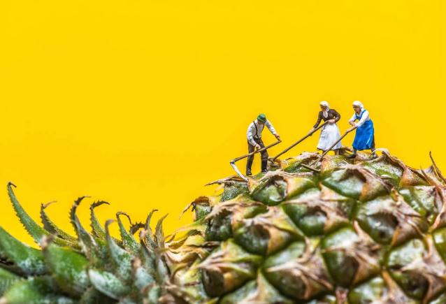 菠蘿能和西紅柿一起吃嗎 菠蘿不能跟什么食物一起吃 菠蘿能和西紅柿一起吃嗎 菠蘿不能跟什么食物一起吃