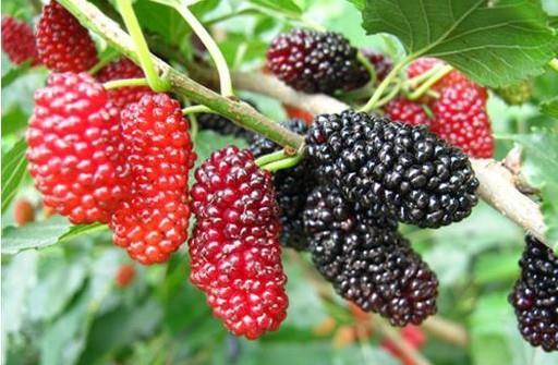 桑葚能降血壓嗎 降血壓的食物有哪些 桑葚能降血壓嗎 降血壓的食物有哪些