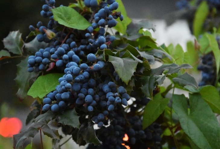 樹(shù)葡萄苗多少錢(qián)一斤 樹(shù)葡萄苗適合什么地方種植