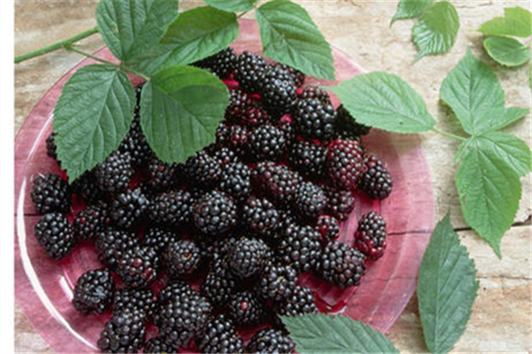 桑葚含糖高嗎 桑葚糖尿病人可以吃嗎 桑葚含糖高嗎 桑葚糖尿病人可以吃嗎