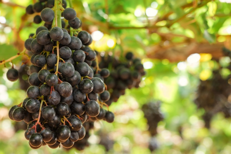 樹(shù)葡萄苗多少錢(qián)一斤 樹(shù)葡萄苗適合什么地方種植