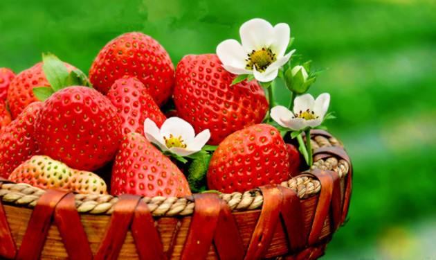 吃草莓減肥還是發(fā)胖 吃草莓會長胖嗎 吃草莓減肥還是發(fā)胖 吃草莓會長胖嗎