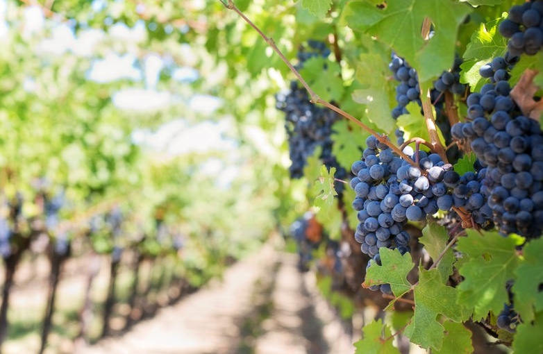 一天吃一斤葡萄會(huì)胖嗎 每天都吃葡萄對身體好不好 一天吃一斤葡萄會(huì)胖嗎 每天都吃葡萄對身體好不好