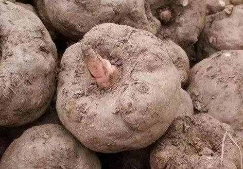 每天吃魔芋是不是真的能減肥?每天吃魔芋對身體有影響嗎 每天吃魔芋是不是真的能減肥?每天吃魔芋對身體有影響嗎