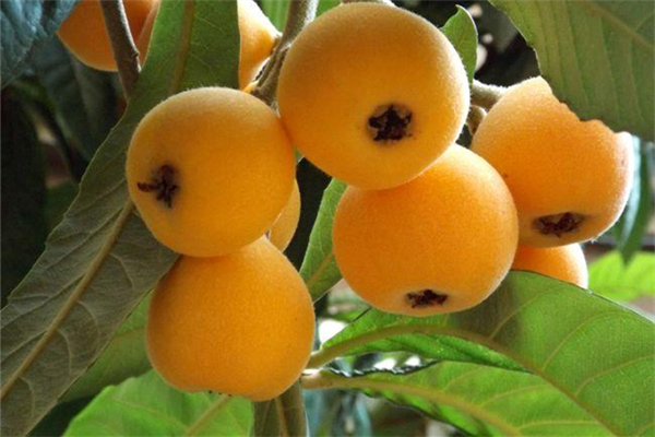 枇杷能止咳嗎 枇杷治風(fēng)寒咳嗽嗎 枇杷能止咳嗎 枇杷治風(fēng)寒咳嗽嗎