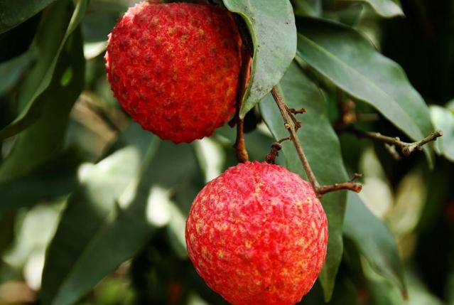 荔枝的功效與作用 荔枝有什么營(yíng)養(yǎng)價(jià)值 荔枝的功效與作用 荔枝有什么營(yíng)養(yǎng)價(jià)值