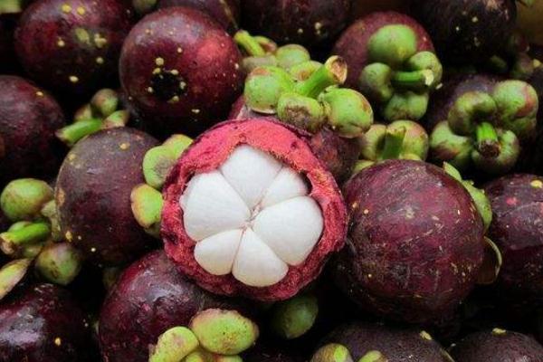 山竹是怎么長(zhǎng)的長(zhǎng)在哪里 山竹長(zhǎng)在樹上還是地上 山竹是怎么長(zhǎng)的長(zhǎng)在哪里 山竹長(zhǎng)在樹上還是地上