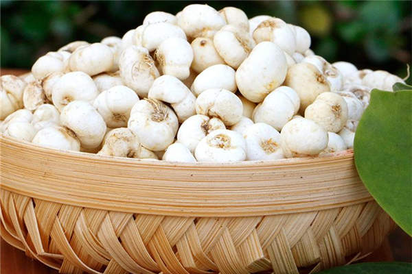 川貝可以直接吃嗎 川貝一次喝多少 川貝可以直接吃嗎 川貝一次喝多少