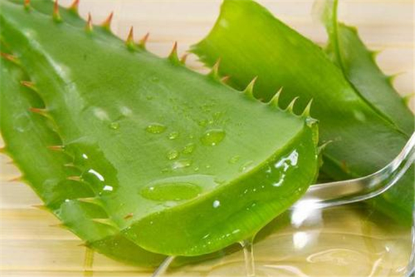 蘆薈能吃嗎 蘆薈對(duì)人體有什么好處 蘆薈能吃嗎 蘆薈對(duì)人體有什么好處