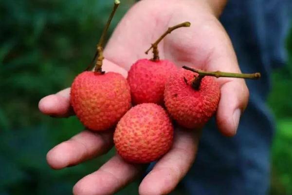 荔枝能降血糖嗎 什么水果可以降血糖 荔枝能降血糖嗎 什么水果可以降血糖