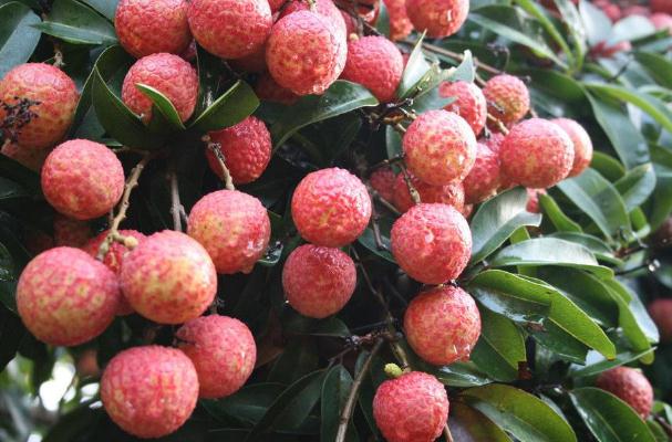 荔枝能降血糖嗎 什么水果可以降血糖 荔枝能降血糖嗎 什么水果可以降血糖