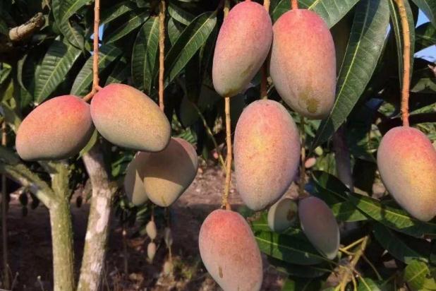 芒果可以多吃點(diǎn)嗎 芒果一次吃多少合適 芒果可以多吃點(diǎn)嗎 芒果一次吃多少合適