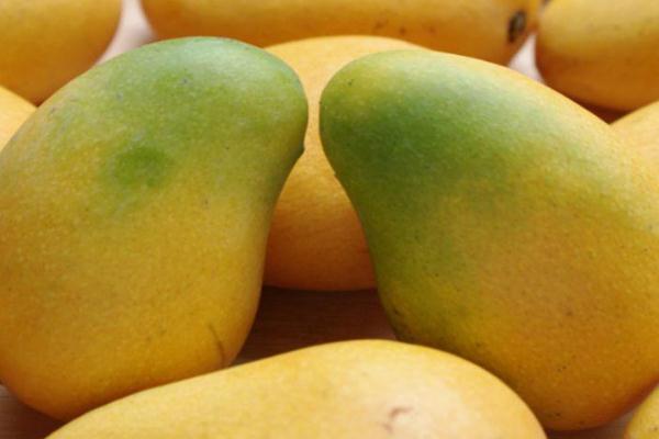 芒果怎么吃不臟手 芒果怎么剝皮不臟手 芒果怎么吃不臟手 芒果怎么剝皮不臟手