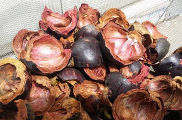 山竹殼有什么藥用價值 吃山竹皮有什么好處 山竹殼有什么藥用價值 吃山竹皮有什么好處