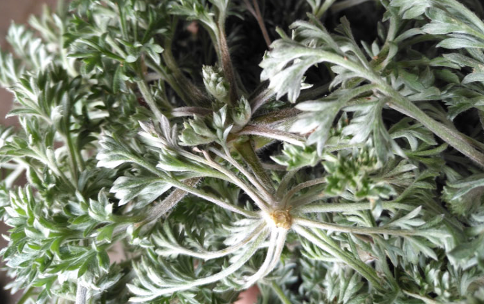 茵陳草的圖片是什么樣子的 茵陳草和艾草的區(qū)別 茵陳草的圖片是什么樣子的 茵陳草和艾草的區(qū)別