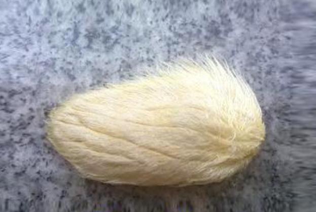 芒果核能不能吃 芒果核的功效與作用 芒果核能不能吃 芒果核的功效與作用