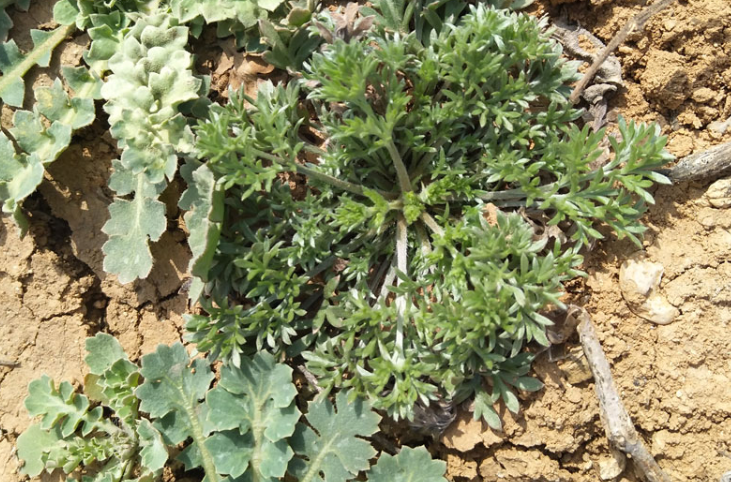 茵陳草的圖片是什么樣子的 茵陳草和艾草的區(qū)別 茵陳草的圖片是什么樣子的 茵陳草和艾草的區(qū)別