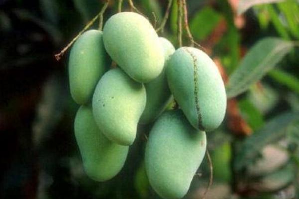 芒果好消化嗎 腸胃不好能不能吃芒果 芒果好消化嗎 腸胃不好能不能吃芒果