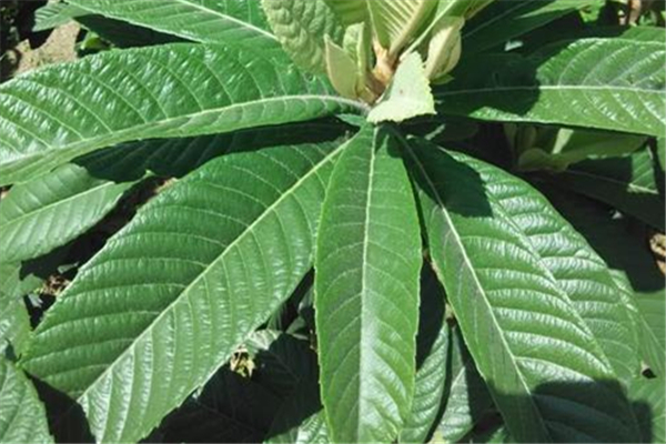 枇杷葉煮水用老葉還是新葉 枇杷葉怎么煮水止咳 枇杷葉煮水用老葉還是新葉 枇杷葉怎么煮水止咳