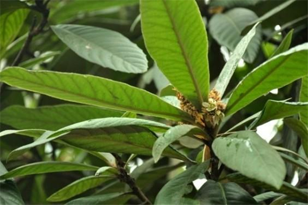 枇杷葉煮水用老葉還是新葉 枇杷葉怎么煮水止咳 枇杷葉煮水用老葉還是新葉 枇杷葉怎么煮水止咳