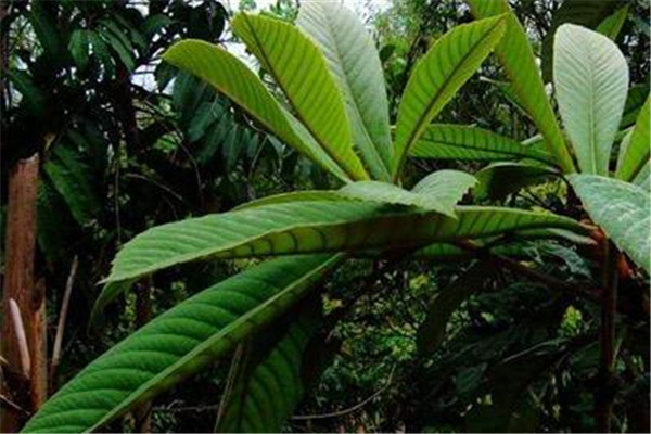 枇杷葉煮水能過(guò)夜喝嗎 枇杷葉怎么保存時(shí)間長(zhǎng) 枇杷葉煮水能過(guò)夜喝嗎 枇杷葉怎么保存時(shí)間長(zhǎng)