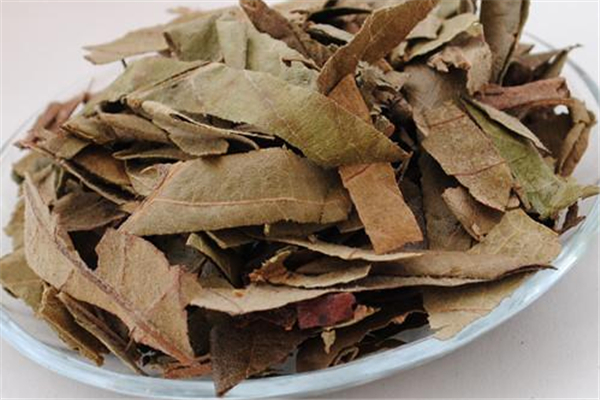 枇杷葉煮水能過(guò)夜喝嗎 枇杷葉怎么保存時(shí)間長(zhǎng) 枇杷葉煮水能過(guò)夜喝嗎 枇杷葉怎么保存時(shí)間長(zhǎng)