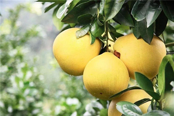 柚子發(fā)苦能吃嗎 柚子發(fā)苦是什么原因 柚子發(fā)苦能吃嗎 柚子發(fā)苦是什么原因