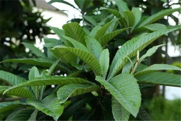 枇杷葉煮水用老葉還是新葉 枇杷葉怎么煮水止咳 枇杷葉煮水用老葉還是新葉 枇杷葉怎么煮水止咳