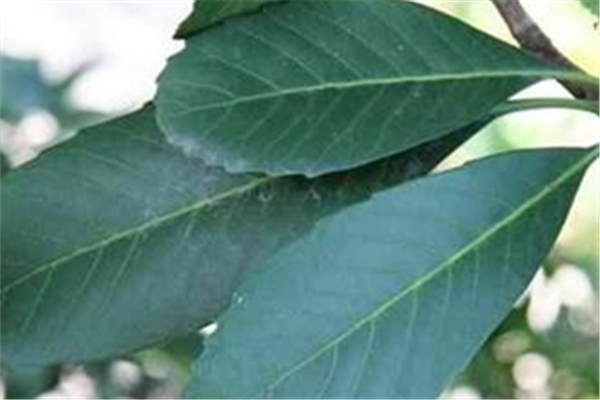 枇杷葉有毒嗎 枇杷葉小孩子可以喝嗎 枇杷葉有毒嗎 枇杷葉小孩子可以喝嗎