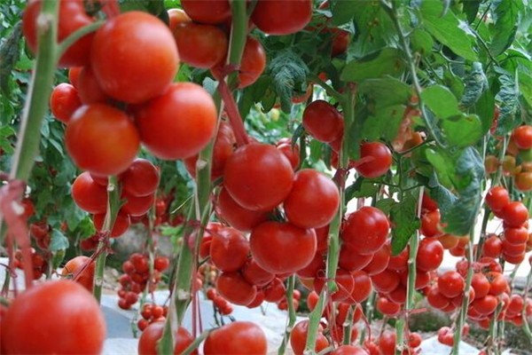 西紅柿含糖嗎 西紅柿對血糖有什么影響 西紅柿含糖嗎 西紅柿對血糖有什么影響