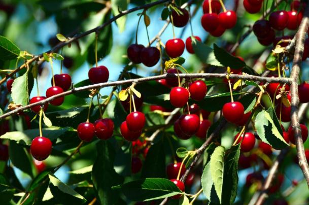 櫻桃和車?yán)遄拥膮^(qū)別 櫻桃和車?yán)遄邮且环N水果嗎 櫻桃和車?yán)遄拥膮^(qū)別 櫻桃和車?yán)遄邮且环N水果嗎