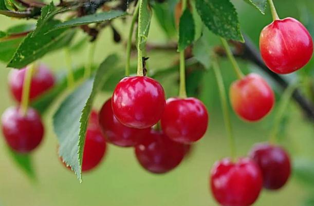 櫻桃有點苦是什么原因 櫻桃有點苦吃了有害嗎 櫻桃有點苦是什么原因 櫻桃有點苦吃了有害嗎