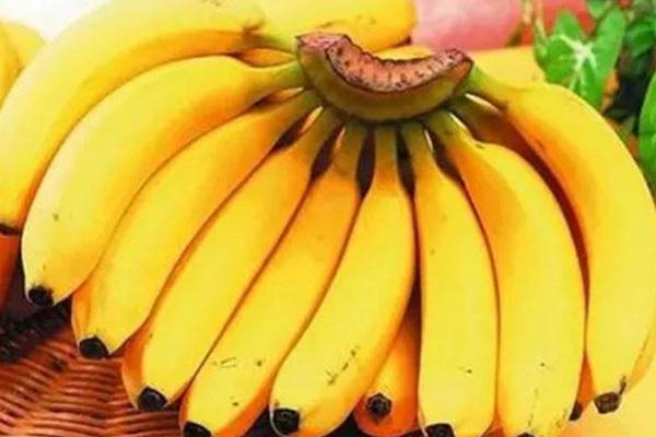 香蕉可以煮熟吃嗎 香蕉可以蒸熱了吃嗎 香蕉可以煮熟吃嗎 香蕉可以蒸熱了吃嗎
