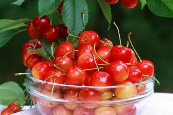 櫻桃和車?yán)遄拥膮^(qū)別 櫻桃和車?yán)遄邮且环N水果嗎 櫻桃和車?yán)遄拥膮^(qū)別 櫻桃和車?yán)遄邮且环N水果嗎