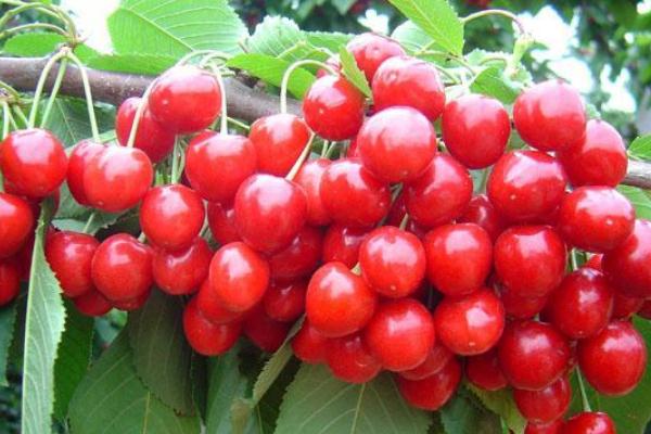 櫻桃的作用和功效 吃櫻桃的好處是什么 櫻桃的作用和功效 吃櫻桃的好處是什么