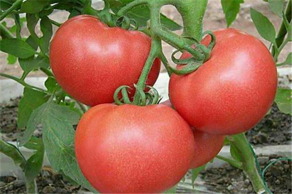 西紅柿含糖嗎 西紅柿對血糖有什么影響 西紅柿含糖嗎 西紅柿對血糖有什么影響