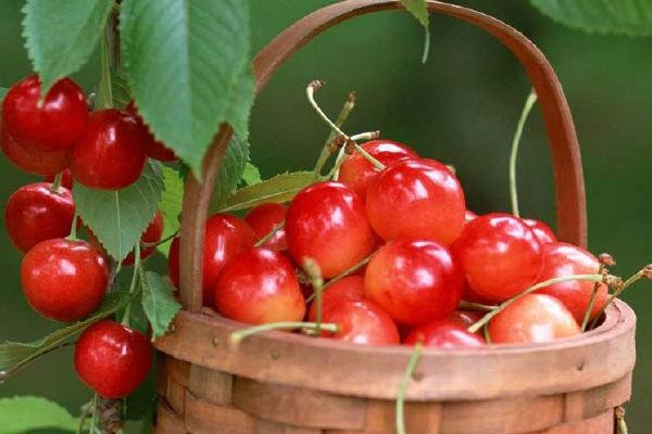 吃櫻桃可以喝純奶嗎 櫻桃不能和什么水果一起吃 吃櫻桃可以喝純奶嗎 櫻桃不能和什么水果一起吃