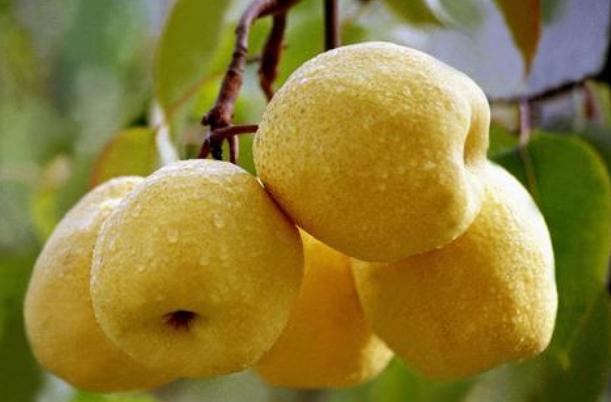 梨子熱量高嗎 減肥期間可以吃梨子嗎 梨子熱量高嗎 減肥期間可以吃梨子嗎