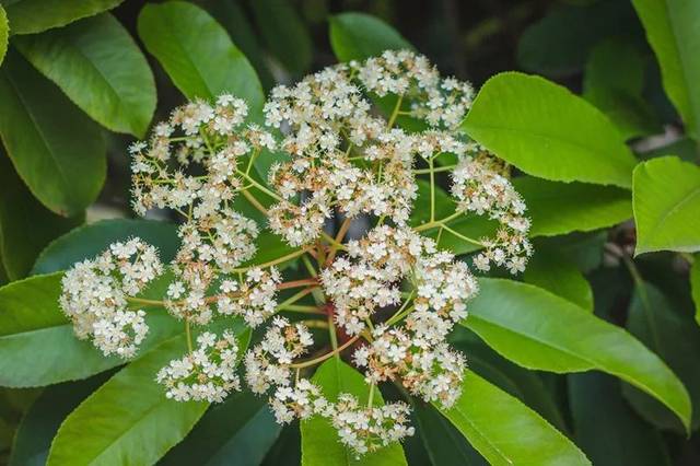 石楠花的花期有多長(zhǎng) 石楠花養(yǎng)多長(zhǎng)時(shí)間會(huì)開花 石楠花的花期有多長(zhǎng) 石楠花養(yǎng)多長(zhǎng)時(shí)間會(huì)開花