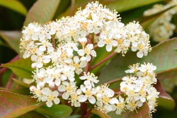 石楠花可以驅(qū)蟲么 石楠花可以凈化空氣嗎 石楠花可以驅(qū)蟲么 石楠花可以凈化空氣嗎
