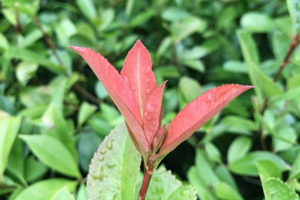 石楠葉的功效與作用 石楠葉的藥用價值 石楠葉的功效與作用 石楠葉的藥用價值