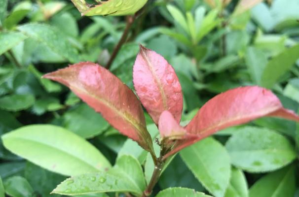 石楠葉的功效與作用 石楠葉的藥用價值 石楠葉的功效與作用 石楠葉的藥用價值