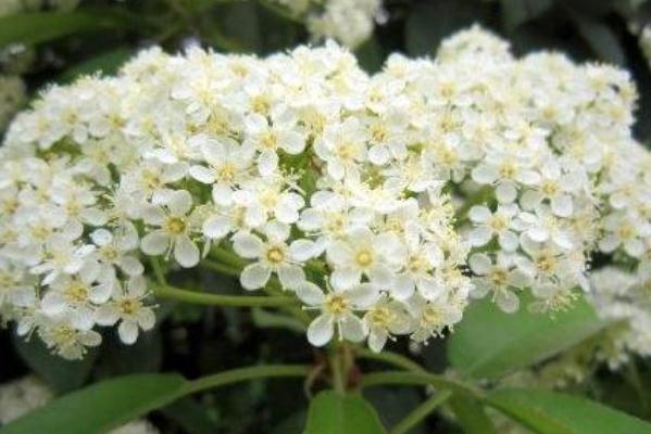 石楠花的功效與作用 石楠花可以食用嗎 石楠花的功效與作用 石楠花可以食用嗎