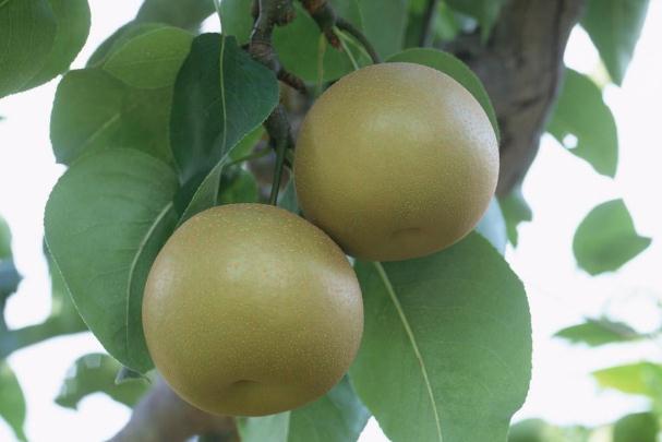 梨子怎么存放時(shí)間長(zhǎng) 梨子可以放冰箱里面保存嗎 梨子怎么存放時(shí)間長(zhǎng) 梨子可以放冰箱里面保存嗎